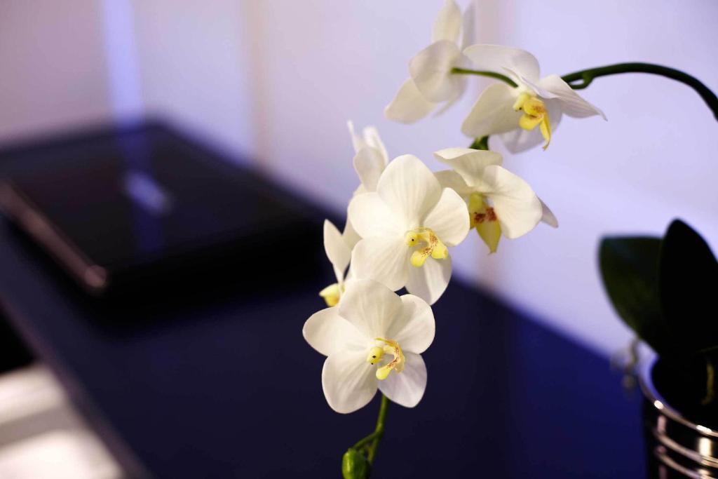Hostal Averroes Burgo Oda fotoğraf